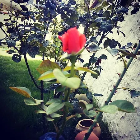 Konukevi Mor Salkim Konagi Alaçatı