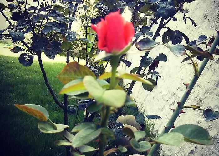 Gæstehus Mor Salkim Konagi Alaçatı